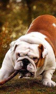 Funny Dog Jigsaw Puzzles screenshot 3
