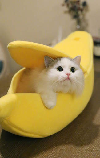 Banana Cat Wallpapers 4K HD screenshot 8