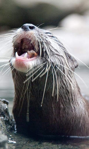 Otter Wallpaper screenshot 2