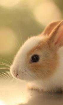 Cute Rabbits Wallpapers screenshot 1