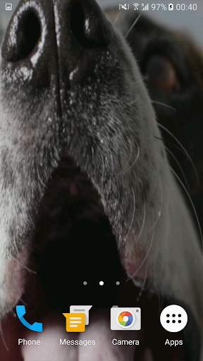 Cute Dog Video Live Wallpaper Free screenshot 5