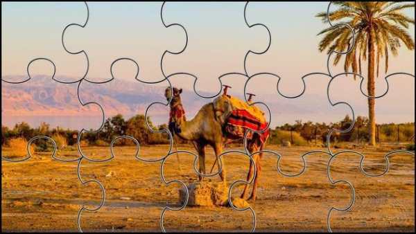 Camel Jigsaw Puzzles Game screenshot 3