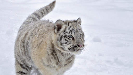 Tigre Live Wallpaper screenshot 7