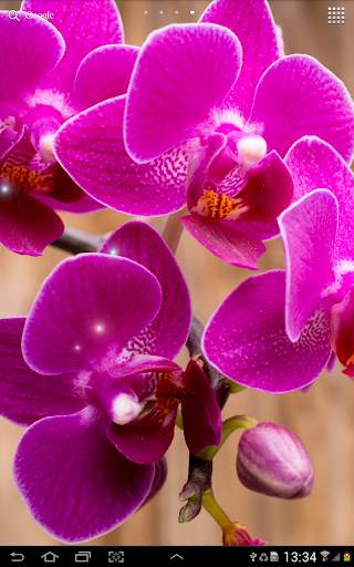 Orchids Wallpaper screenshot 7