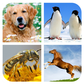 Animal Sounds icon