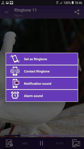 Pigeon - RINGTONES and WALLPAPERS screenshot 4