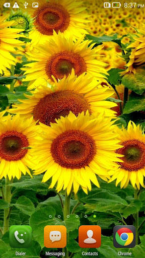 Sunflowers HD Live Wallpaper screenshot 3