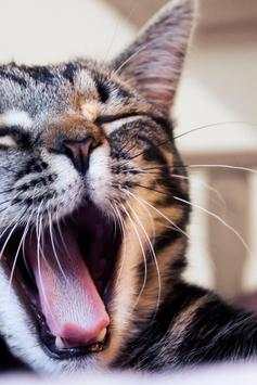 Wallpaper Cat HD 2 تصوير الشاشة