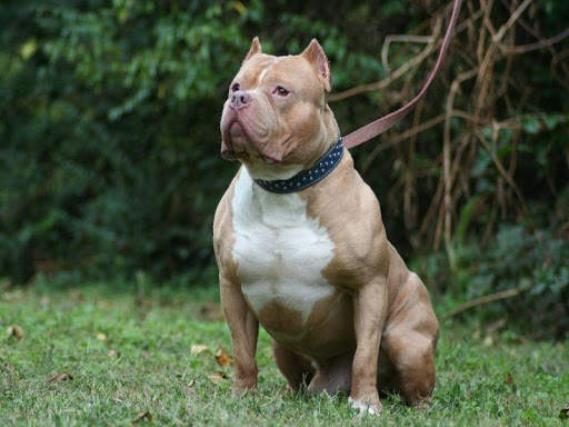 Pitbull HD Wallpaper 2020 screenshot 8