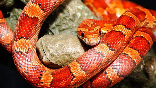 Snake Live Wallpaper screenshot 6