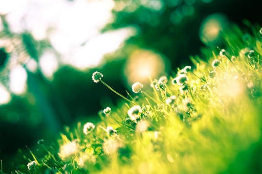 Green Nature HD Wallpaper screenshot 7
