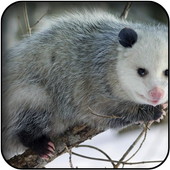 Opposum wallpapers icon
