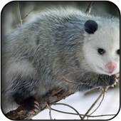 Opposum wallpapers 60