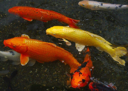 Japanese koi fish wallpapers screenshot 2