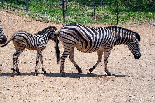 Wild Animal Photo Backgrounds 7 تصوير الشاشة