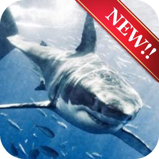 Shark Wallpaper 1.0