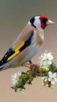 Beautiful Birds Wallpapers HD screenshot 16