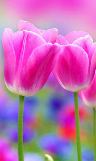 HD Pink Tulips Live Wallpaper screenshot 15