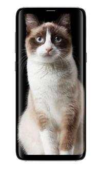 Cute Cats All Beauty Wallpaper screenshot 2