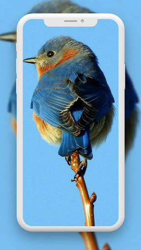 Bird Wallpaper HD screenshot 4