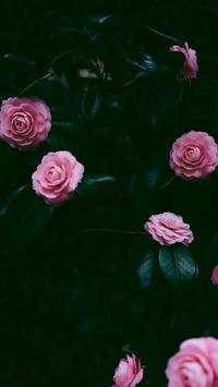 Flower wallpapers HD screenshot 5
