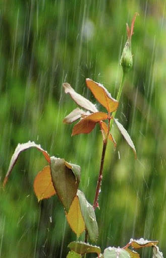 Rain Video Live Wallpaper screenshot 8