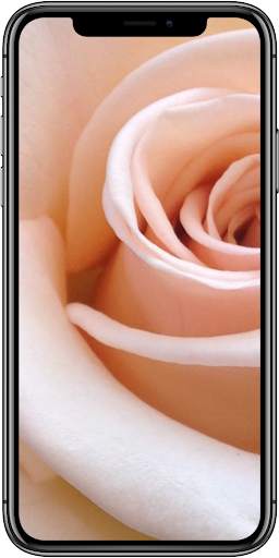 Roses HD Wallpapers for AMOLED screenshot 3