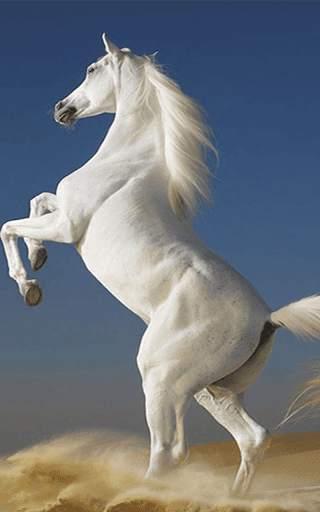 Horses Live Wallpaper HD screenshot 2