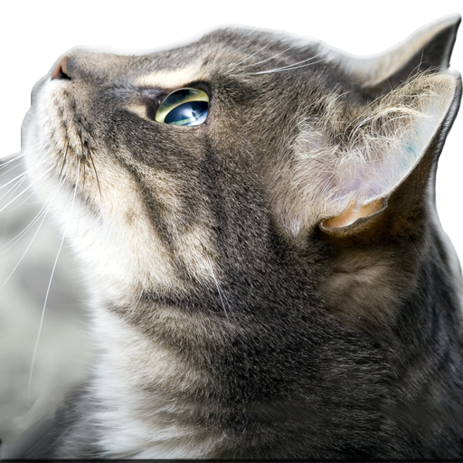 Wallpaper Cat icon