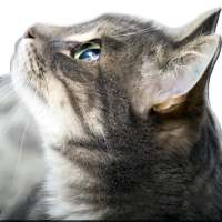 Wallpaper Cat