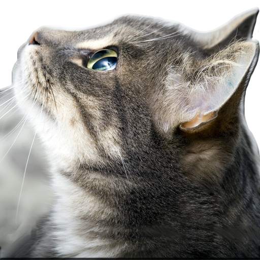 Wallpaper Cat 1.0