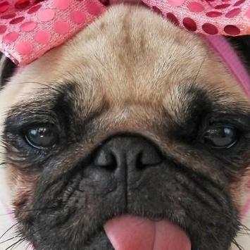 Pugs Dogs Funny Jigsaw Puzzle screenshot 5