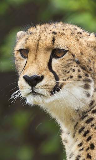 Cheetah Live Wallpaper screenshot 3
