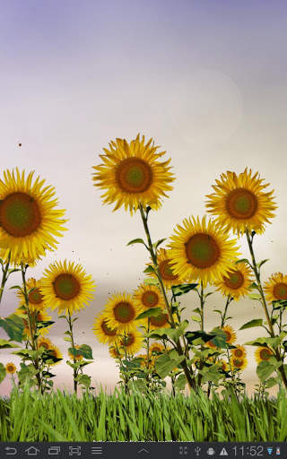Sunflowers Free Live Wallaper screenshot 6