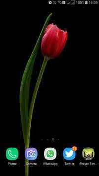 HD Tulip New Wallpaper screenshot 2