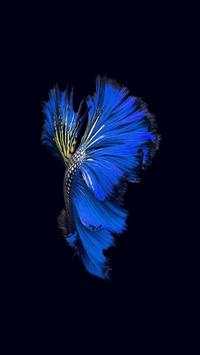 🐟 FREE Betta Fish No Live Wallpapers HD screenshot 1