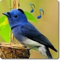 Bird Sounds & Ringtones