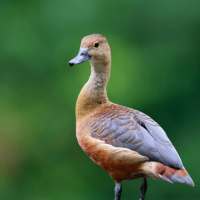 Lesser Whistling Duck Sounds on 9Apps