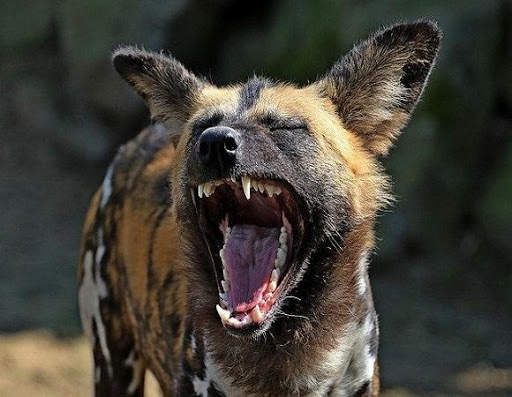 Funny Animal Pictures screenshot 2