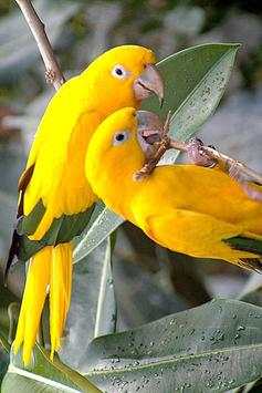 Birds Wallpaper screenshot 4