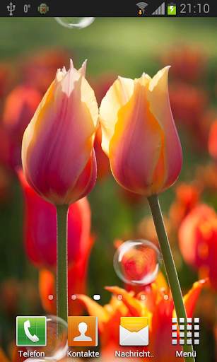 Tulips live wallpaper screenshot 2