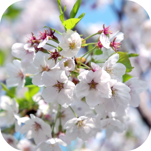 Apple Blossom Video Theme icon