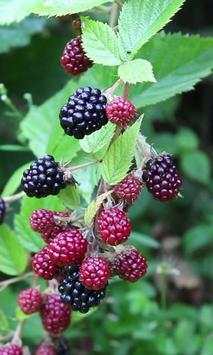 Beautiful blackberry branch 1 تصوير الشاشة