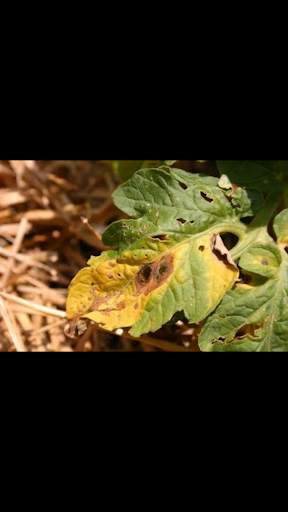 Pestoz- Identify Plant diseases screenshot 4