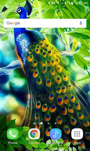 Peacock Beauty Live Wallpaper screenshot 3