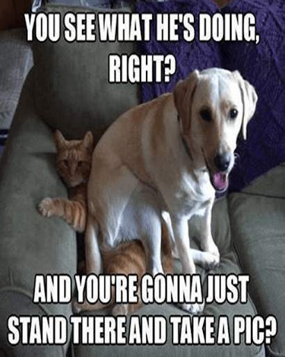 Funny Cats and Dogs Pictures screenshot 4