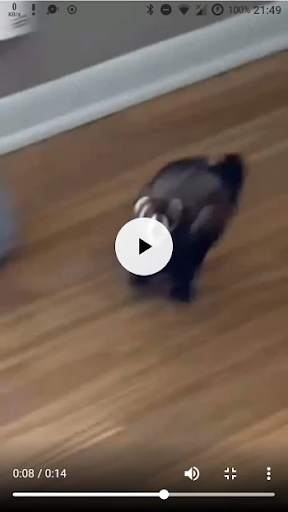 Dankster: Funny Memes and Videos 2021 screenshot 5