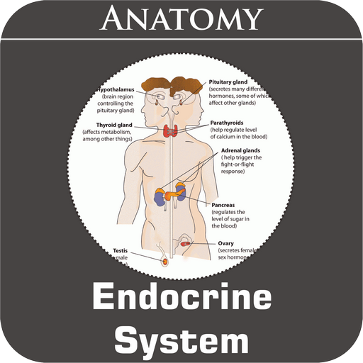 Endocrine System icon