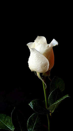 White Rose Wallpapers screenshot 1