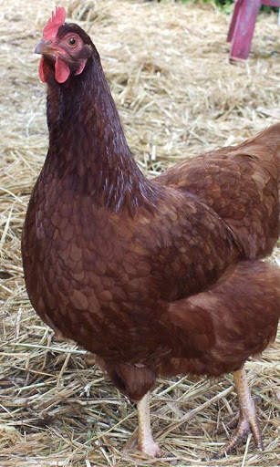 Hen Wallpaper screenshot 2